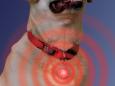 ナイトアイズ ドロップライト(愛犬用品) ナイトアイズ ドロップライト(愛犬用品)